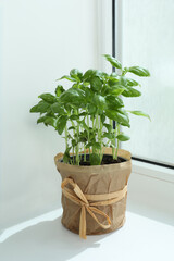 Aromatic fresh potted basil on windowsill indoors