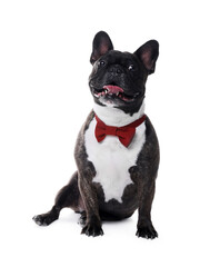 Adorable French Bulldog with bow tie on white background