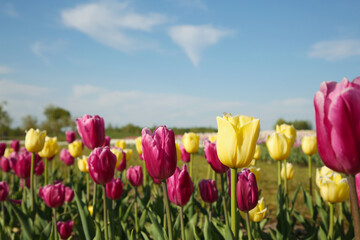 Beautiful colorful tulip flowers growing in field on sunny day, closeup