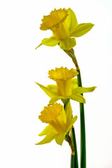 three daffodils with white background