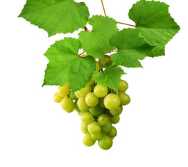 Isolated grapes. Cluster of white grapes hanging on a stem. on transparent. PNG. light grapes. Vine...