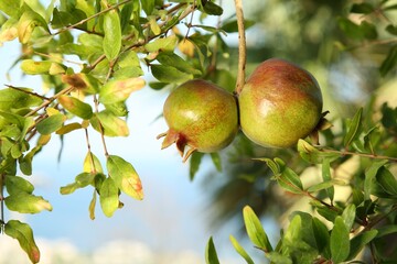 Pomegranates on tree branch in garden outdoors