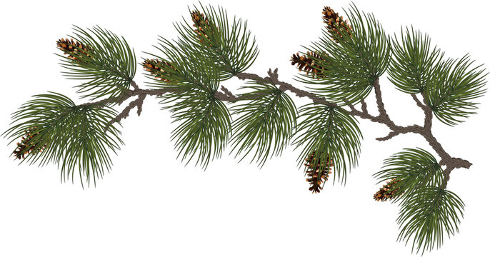 Christmas composition ,branches of a Christmas tree , cedar and cones. illustration. on transparent, png,