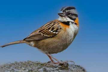 Rufous-collared Sparrow, Zonotrichia capensis