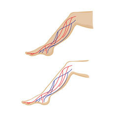 vector, drawing of veins and arteries human legs