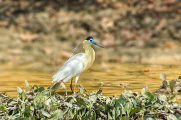 GARÇA REAL Pilherodius pileatus