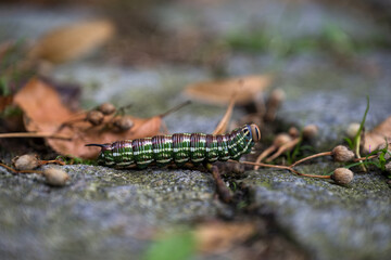 Morning glory lichen caterpillar on stone pavement.