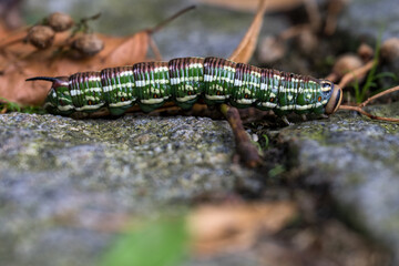 Morning glory lichen caterpillar on stone pavement.