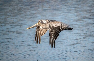 Brown pelican in low eye level flight over calm pacific ocean waters