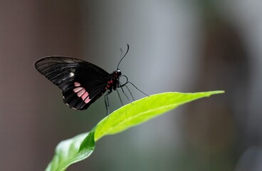 Black butterfly with red spots perched on a leaf up close in Detroit zoo