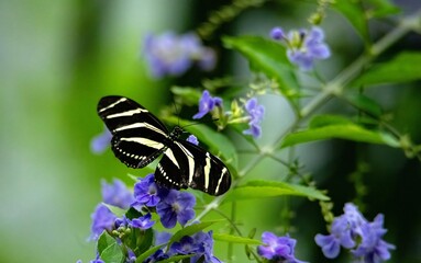 Zebra patterned butterfly on purple flowers