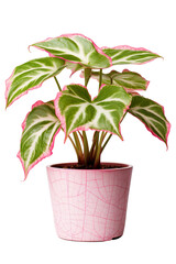 Caladium bicolor variegated in a flowerpot on a white background
