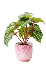 Caladium bicolor variegated in a flowerpot on a white background