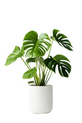 Fototapeta na wymiar Potted Monstera isolated on white background PNG