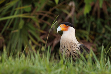 A gorgeous crested caracara (Caracara cheriway) looking up after feeding on carrion near a road in eastern Sarasota County, Florida