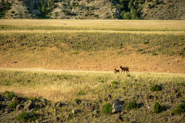 Fototapeta na wymiar Mother And Baby Elk Run Across Fields Near Rescue Creek In Yellowstone