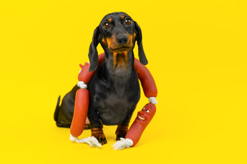 Hungry funny dog with bunch of rubber toy sausages around his neck on yellow background Puppy begging for food, meal time. Pet diet, petshop ad Sad lonely dachshund is waiting for owner, wants to play