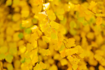 yellow fall leaves on tree branch. selective focus of yellow fall leaves. fall season with leaves.