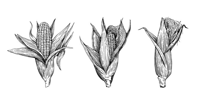 Detailed botanical illustration of corn cobs isolated on white background. Drawing in old retro engraving style. Hand drawn ink sketch.
