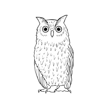 Hand drawing owl. Halloween element for coloring book. Vector illustration