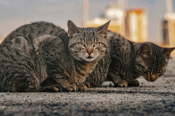 cat on the roof