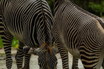 Beautiful zebra animals are eating grass