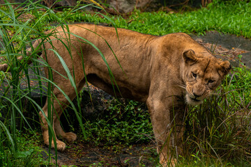 A portrait of a lioness standing in grass in a park in Africa