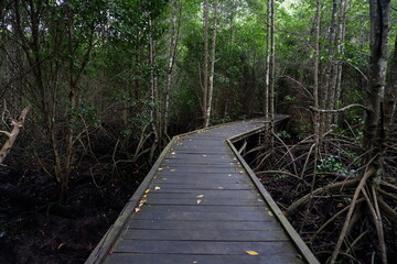 wooden bridge for walking in the middle of the mangrove forest. outdoor tourism