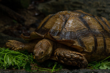 Close up African spurred tortoise eating, Slow life