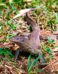 Water monitor lizard