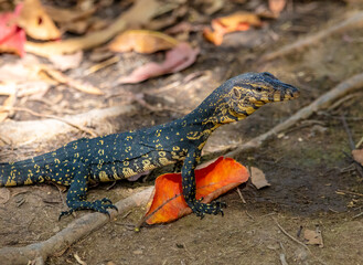 Water monitor lizard