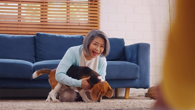 Asian senior woman and young daughter playing with beagle dog at home. 