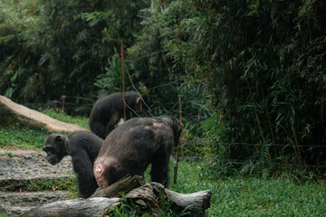 Fototapeta na wymiar The chimpanzee family in a rainy forest