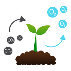 Seedling with leaf green grows from seed in soil. Tree photosynthesis process absorbs carbon dioxide CO2 greenhouse gas and produces oxygen O2 molecules. Save nature environment ecology.