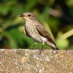 Muscicapa striata posing on the wall.