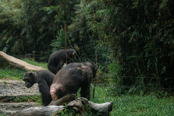The chimpanzee family in a rainy forest