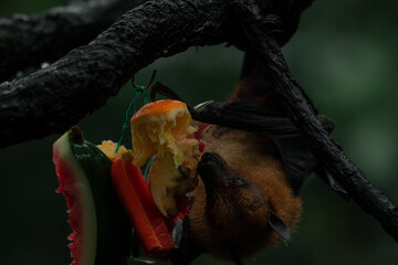 Fruit bat Megachiroptera eating an orange hanging upside down on a tree
