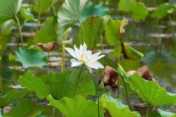 見頃を過ぎても美しい白いハスの花