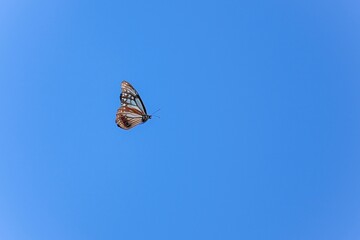 青空バックに優雅に舞うアサギマダラ