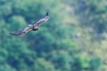 グリーンバックの眼下を悠然と飛ぶイヌワシ成鳥