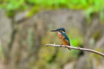 お気に入りの枝でくつろぐカワセミ幼鳥オス