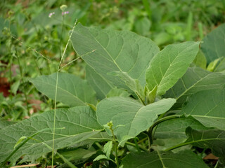 amethyst leaf plants around weeds, plants with wide leaves and pointed leaf tips,Bed of vegetables mulch.