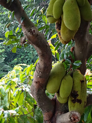 The jackfruit tree and their leaf in background