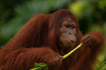 Adult orangutan considering wheather he should eat the grass stick