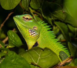 Oriental garden lizard