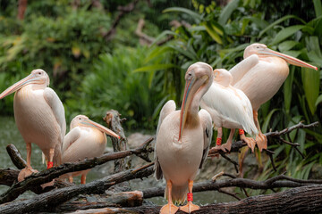 Five great white pelicans standing on the tree during the rainy day