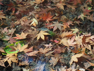 秋の風景　水に沈んだ紅葉の葉