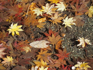 秋の風景　水に沈んだ紅葉の葉とドングリ