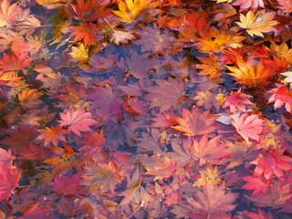 秋の風景　水に沈んだ紅葉の葉