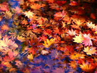 秋の風景　水に沈んだ紅葉の葉